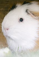 Zwei langhaarige Meerschweinchen mit weißem und braunem Fell sitzen im Gras. Eines blickt seitlich in die Kamera.
